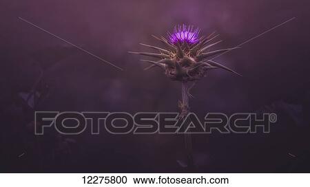 Thistles at dusk; Sharon Valley, Israel View Large Photo Image Stock Image - Thistles at dusk; Sharon Valley, Israel. Fotosearch