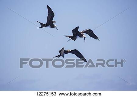 Three birds flying in a blue sky; Tahiti View Large Photo Image Stock Image - Three birds flying in a blue sky; Tahiti. Fotosearch