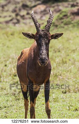 Topi (Damaliscus korrigum), Mara North Conservancy; Kenya View Large Photo Image Stock Image - Topi (Damaliscus korrigum), Mara North Conservancy; Kenya. Fotosearch