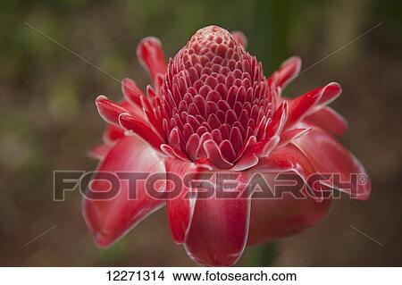Torch Ginger, Tropical Flower at National Tropical Botanical Gardens; Lawai, Kauai, Hawaii, United States of America View Large Photo Image Picture - Torch Ginger, Tropical Flower at National Tropical Botanical Gardens; Lawai, Kauai, Hawaii, United States of America. Fotosearch