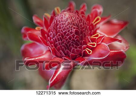 Stock Photography - Torch Ginger, Tropical Flower at National Tropical Botanical Gardens; Lawai, Kauai, Hawaii, United States of America. Fotosearch