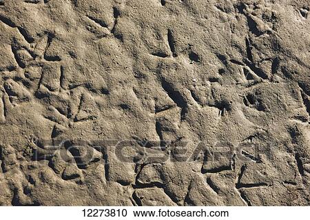 Stock Image - Tracks in the mud on the shore of the Noatak River; Noatak, Alaska, United States of America. Fotosearch