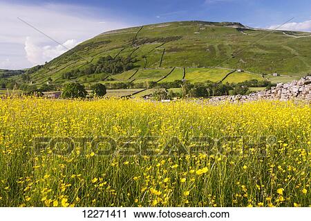 Traditional hay meadow, covered in buttercup flowers, with Kisdon Hill, Swaledale, in the background; Yorkshire, England View Large Photo Image Stock Image - Traditional hay meadow, covered in buttercup flowers, with Kisdon Hill, Swaledale, in the background; Yorkshire, England. Fotosearch