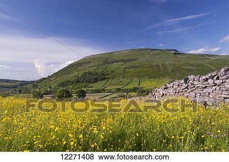 Traditional hay meadow, covered in buttercup flowers, with Kisdon Hill, Swaledale, in the background; Yorkshire, England View Large Photo Image Stock Photo - Traditional hay meadow, covered in buttercup flowers, with Kisdon Hill, Swaledale, in the background; Yorkshire, England. Fotosearch