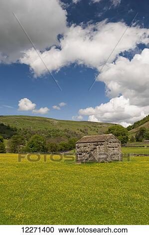 Stock Image - Traditional meadows in swaledale in early summer, covered in buttercups and wildflowers; Muker, North Yorkshire, England. Fotosearch
