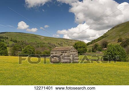 Stock Image - Traditional meadows in swaledale in early summer, covered in buttercups and wildflowers; Muker, North Yorkshire, England. Fotosearch