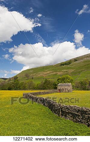 Stock Image - Traditional meadows in swaledale in early summer, covered in buttercups and wildflowers; Muker, North Yorkshire, England. Fotosearch