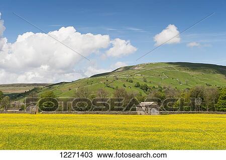 Traditional meadows in swaledale in early summer, covered in buttercups and wildflowers; Muker, North Yorkshire, England View Large Photo Image Stock Image - Traditional meadows in swaledale in early summer, covered in buttercups and wildflowers; Muker, North Yorkshire, England. Fotosearch