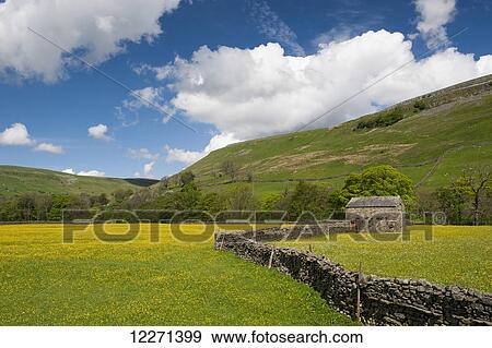 Traditional meadows in swaledale in early summer, covered in buttercups and wildflowers; Muker, North Yorkshire, England View Large Photo Image Stock Photo - Traditional meadows in swaledale in early summer, covered in buttercups and wildflowers; Muker, North Yorkshire, England. Fotosearch