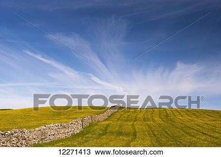 Traditional wildflower meadow on limestone ground, covered in buttercups; Cumbria, England View Large Photo Image Stock Image - Traditional wildflower meadow on limestone ground, covered in buttercups; Cumbria, England. Fotosearch
