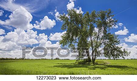 Stock Image - Tree in a grass field with blue sky and cloud; Winnipeg, Manitoba, Canada. Fotosearch