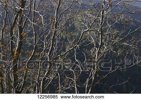 Stock Photography - Tree in springtime in Sierra Nevada; Andalusia, Spain. Fotosearch