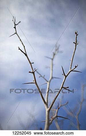 Stock Photography - Tree with buds in springtime; Milton, Ontario, Canada. Fotosearch