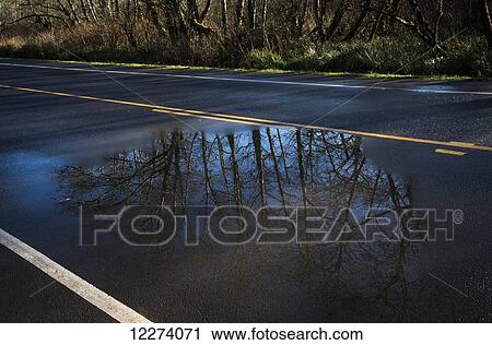 Trees reflected in puddles on the wet highway; Astoria, Oregon, United States of America View Large Photo Image Stock Image - Trees reflected in puddles on the wet highway; Astoria, Oregon, United States of America. Fotosearch