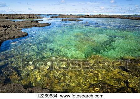 Picture - Tropical green tidepool at Kapoho Coast; Island of Hawaii, Hawaii, United States of America. Fotosearch
