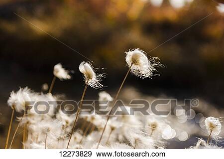 Stock Photo - Tufts of Cottongrass (Eriophorum) backlit by the sun; Noatak, Alaska, United States of America. Fotosearch