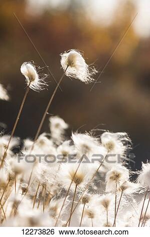 Tufts of Cottongrass (Eriophorum) backlit by the sun; Noatak, Alaska, United States of America View Large Photo Image Stock Photograph - Tufts of Cottongrass (Eriophorum) backlit by the sun; Noatak, Alaska, United States of America. Fotosearch