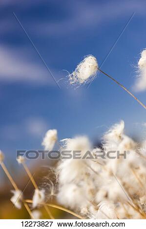 Stock Photo - Tufts of Cottongrass (Eriophorum) with blue sky in the distance; Noatak, Alaska, United States of America. Fotosearch