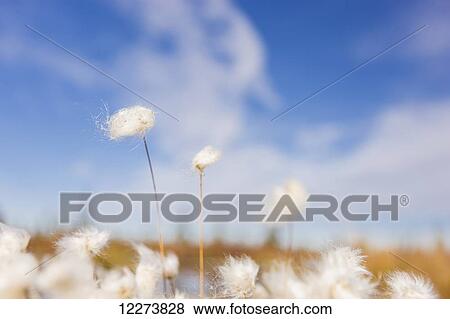 Tufts of Cottongrass (Eriophorum) with blue sky in the distance; Noatak, Alaska, United States of America View Large Photo Image Stock Photo - Tufts of Cottongrass (Eriophorum) with blue sky in the distance; Noatak, Alaska, United States of America. Fotosearch
