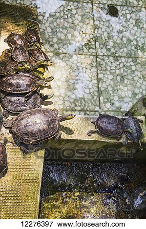 Turtles at the Official God of War Temple; Tainan, Taiwan View Large Photo Image Stock Photo - Turtles at the Official God of War Temple; Tainan, Taiwan. Fotosearch