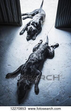 Two black dogs laying on the floor; Torremolinos, Malaga, Andalusia, Spain View Large Photo Image Stock Image - Two black dogs laying on the floor; Torremolinos, Malaga, Andalusia, Spain. Fotosearch