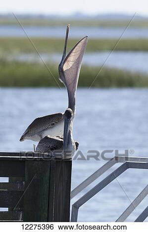 Stock Photograph - Two pelicans sitting on a dock, one with it's head lifted high and mouth open with it's neck sack expanded; United States of America. Fotosearch