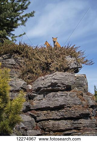 Stock Photo - Two red foxes (vulpes vulpes) sit on a rock ledge, Montreal botanical garden; Montreal, Quebec, Canada. Fotosearch