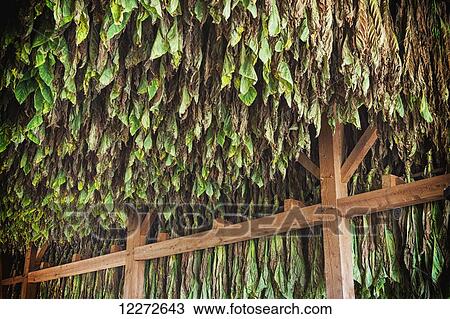 Stock Image - Type 41 tobacco drying in barn in Lancaster County; Pennsylvania, United States of America. Fotosearch