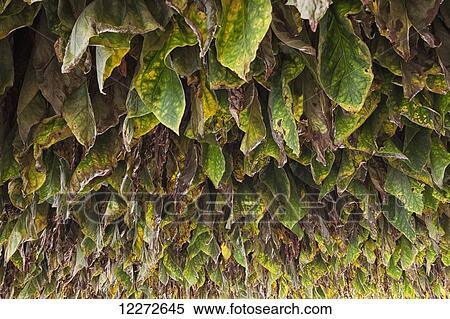 Type 41 tobacco drying in barn in Lancaster County; Pennsylvania, United States of America View Large Photo Image Stock Photography - Type 41 tobacco drying in barn in Lancaster County; Pennsylvania, United States of America. Fotosearch