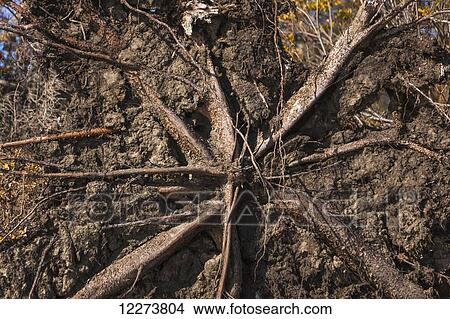 Uprooted spruce tree root detail on the bank of the Noatak River; Noatak, Alaska, United States of America View Large Photo Image Picture - Uprooted spruce tree root detail on the bank of the Noatak River; Noatak, Alaska, United States of America. Fotosearch