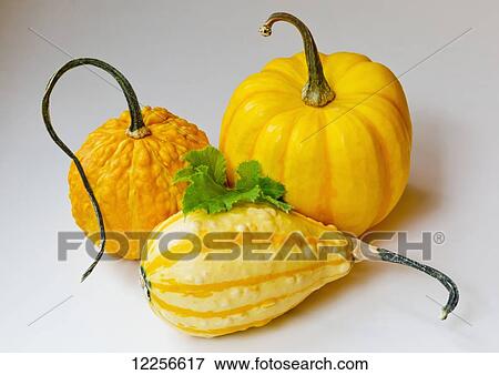 Variety of pumpkin and squash on a white background View Large Photo Image Stock Photo - Variety of pumpkin and squash on a white background. Fotosearch