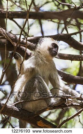 Stock Image - Vervet monkey (Chlorocebus pygerythrus), Samburu National Park; Kenya. Fotosearch