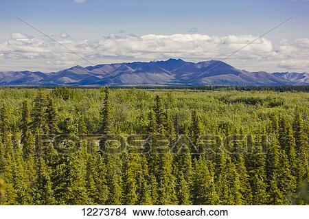 Picture - Vista of spruce trees on the tundra, and the Baird Mountains in the background on a sunny day; Noatak, Alaska, United States of America. Fotosearch