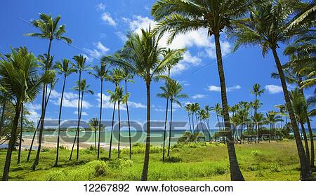 Stock Image - Wailau Bay; Kauai, Hawaii, United States of America. Fotosearch
