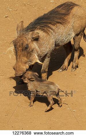 Warthogs (Phacochoerus africanus) at the Giraffe Centre; Nairobi, Kenya View Large Photo Image Stock Photo - Warthogs (Phacochoerus africanus) at the Giraffe Centre; Nairobi, Kenya. Fotosearch