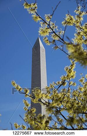 Washington monument with a tree in the foreground; Washington, District of Columbia, United States of America View Large Photo Image Stock Photo - Washington monument with a tree in the foreground; Washington, District of Columbia, United States of America. Fotosearch