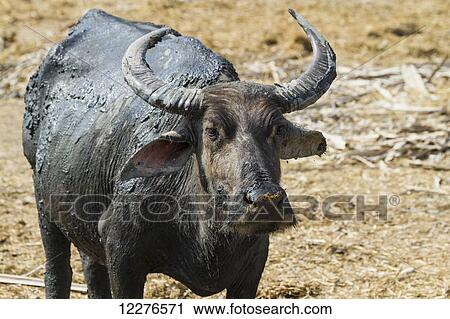 Stock Image - Water buffalo, near Vemasse; Baucau, East Timor. Fotosearch