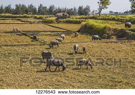 Water buffaloes in a rice field near Manatuto; East Timor View Large Photo Image Stock Image - Water buffaloes in a rice field near Manatuto; East Timor. Fotosearch