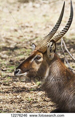 Stock Photograph - Waterbuck (Kobus ellipsiprymnus), Lake Naivasha National Park; Kenya. Fotosearch