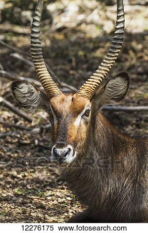 Waterbuck (Kobus ellipsiprymnus), Lake Naivasha National Park; Kenya View Large Photo Image Stock Photography - Waterbuck (Kobus ellipsiprymnus), Lake Naivasha National Park; Kenya. Fotosearch