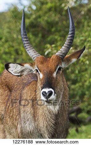 Stock Photo - Waterbuck (Kobus ellipsiprymnus), Mara Naboisho Conservancy; Kenya. Fotosearch