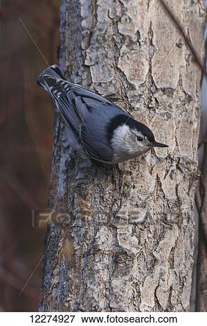 Stock Photo - White-breasted nuthatch (Sitta carolinensis) on trunk of spruce tree; Edmonton, Alberta, Canada. Fotosearch