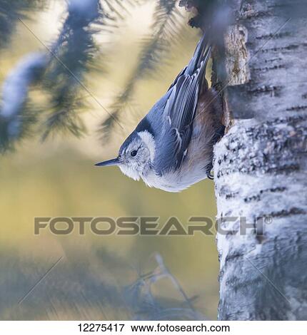 Stock Photo - White-breasted Nuthatch (Sitta carolinensis); Ontario, Canada. Fotosearch