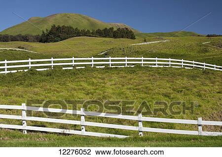 White cattle fences, Kohala Ranch Road, Kohala Mountain; Island of Hawaii, United States of America View Large Photo Image Stock Image - White cattle fences, Kohala Ranch Road, Kohala Mountain; Island of Hawaii, United States of America. Fotosearch