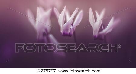Stock Photo - White flowers in blossom in a purple haze; Jerusalem, Israel. Fotosearch