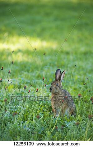 Stock Photo - Wild hare sitting in a wilderness meadow; Ontario, Canada. Fotosearch