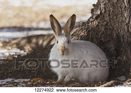 Wild prairie hare/white-tailed jack rabbit (Lepus townsendii) in winter fur at the foot of a spruce tree; Edmonton, Alberta, Canada View Large Photo Image Stock Image - Wild prairie hare/white-tailed jack rabbit (Lepus townsendii) in winter fur at the foot of a spruce tree; Edmonton, Alberta, Canada. Fotosearch
