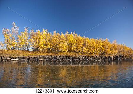 Stock Image - Willows along the bank of the Noatak River display yellow autumn colours; Noatak, Alaska, United States of America. Fotosearch