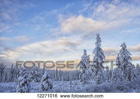 Stock Photograph - Winter late afternoon light begins to colour the sky along Annie Lake Road near Whitehorse; Yukon, Canada. Fotosearch