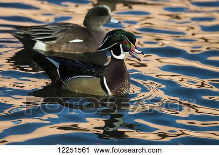 Wood duck (aix sponsa); New Mexico, United States of America View Large Photo Image Stock Image - Wood duck (aix sponsa); New Mexico, United States of America. Fotosearch